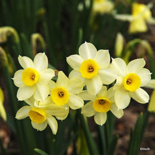 'Minnow' Species Narcissi BULK 100 or 250 Bulbs