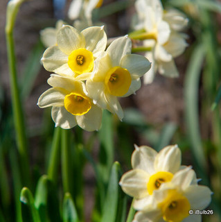Species Narcissi 'Minnow' - PACK of 17 bulbs