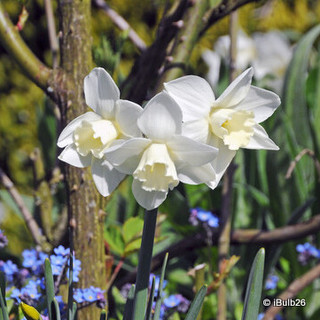 Species Narcissi 'Pueblo' - PACK of 9 bulbs