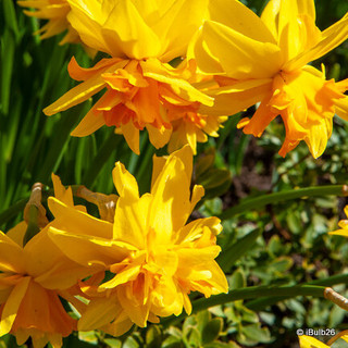 Species Narcissi 'Rip Van Winkle' - PACK of 10 bulbs