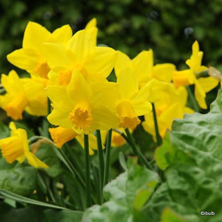 Species Narcissi 'Sweetness' - BULK 100 or 250 bulbs