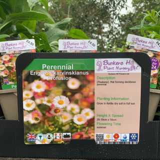 Erigeron karvinskianus Profusion 1ltr pot