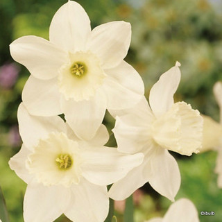 Species Narcissi 'Tresamble' - BULK 100 or 250 bulbs