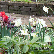 Species Narcissi 'Tresamble' - PACK of 5 bulbs