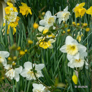 Species Narcissi 'Mixed' - PACK of 14 bulbs