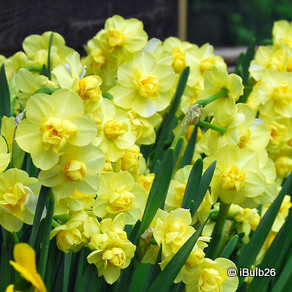 Double Daffodil 'Yellow Cheerfulness' - 1.5kg