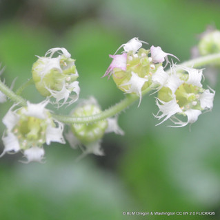 Tellima grandiflora 1ltr pot