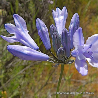 Brodiaea 'Queen Fabiola' - PACK of 39 bulbs