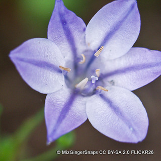 Brodiaea 'Queen Fabiola' - PACK of 26 bulbs