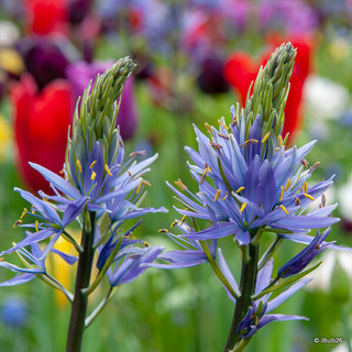 Camassia leichtlinii - PACK of 2 bulbs