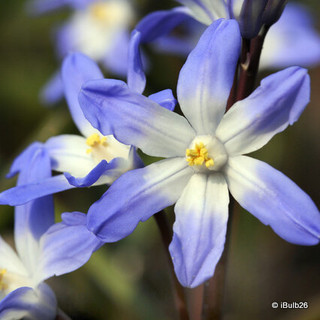 Chionodoxa forbesii