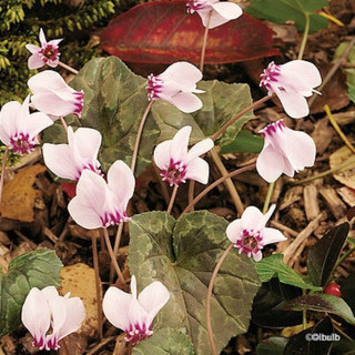 Cyclamen hederifolium - PACK of 1 corms