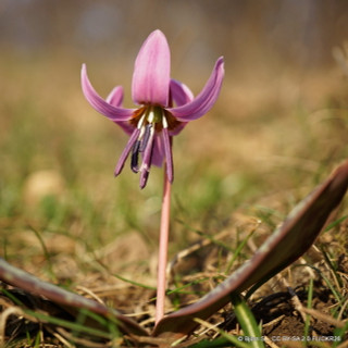 Erythronium dens canis - PACK of 2 bulbs