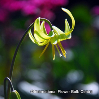 Erythronium 'Pagoda' BULK - 25 or 50 bulbs