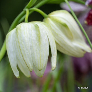 Fritillaria meleagris Alba - PACK of 7 bulbs