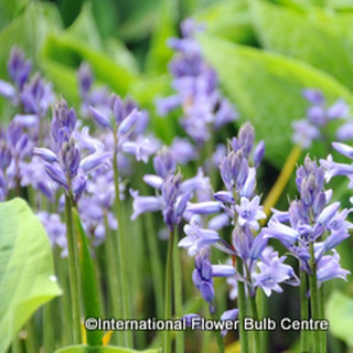 Hyacinthoides non scriptus (English Bluebells) BULK 100 or 250 bulbs