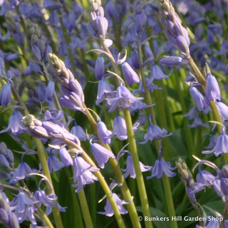 Hyacinthoides non sciptus (English Bluebells) - PACK of 4 bulbs