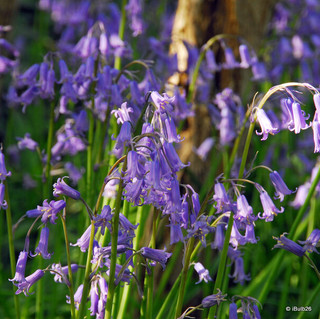 Hyacinthoides non sciptus (English Bluebells)