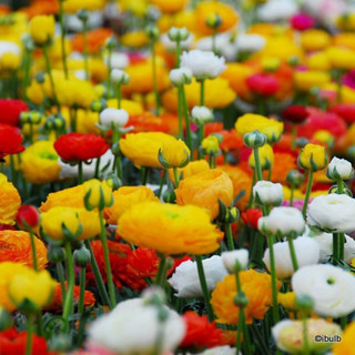 Ranunculus 'Paeony Flowered Mixed' - PACK of 11 bulbs