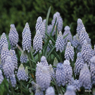 Muscari 'Valerie Finnis' PACK of 19 bulbs