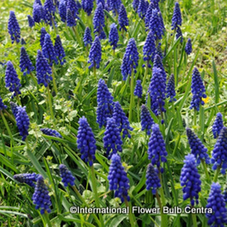 Muscari armeniacum - PACK of 31 bulbs