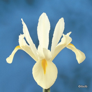 Iris 'White Excelsior' (Dutch) - PACK of 26 bulbs