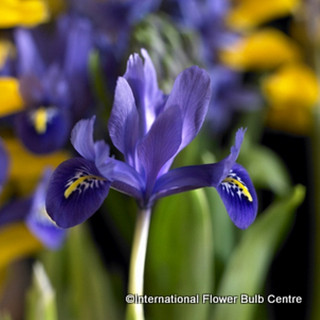 Iris ret. 'Harmony' (species) - PACK of 14 bulbs