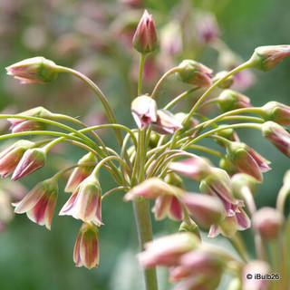 Allium siculum (Nectaroscordum) - PACK of 7 bulbs