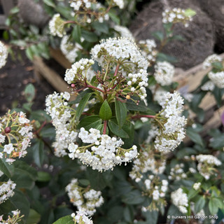 Viburnum tinus 'Eve Price' 5 ltr