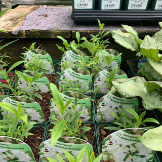 Penstemon Pensham 'Wedding Day' - 9cm pot