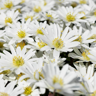 Anemone 'De Caen The Bride'