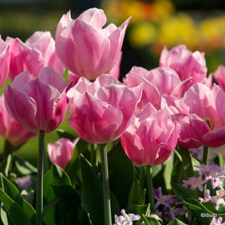 Tulip 'Peach Blossom' - PACK of 9 bulbs
