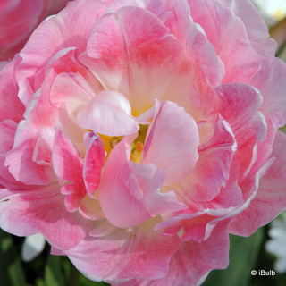 Tulip 'Peach Blossom'