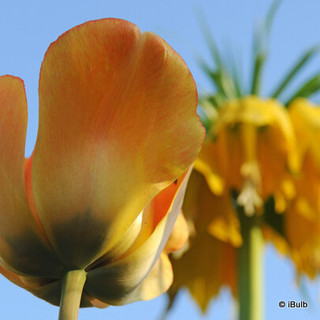 Tulip 'Blushing Apeldoorn' - PACK of 6 bulb