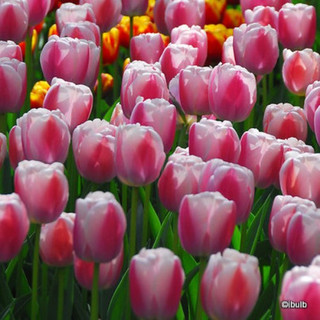 Tulip 'Dreaming Maid' - PACK of 7 bulbs