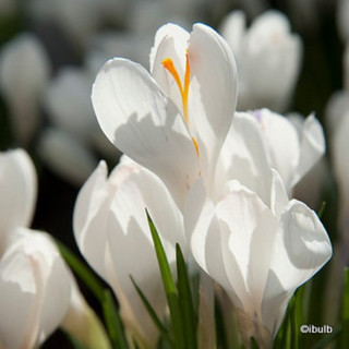 Crocus (large flowering) White BULK - 100 or 250 bulbs