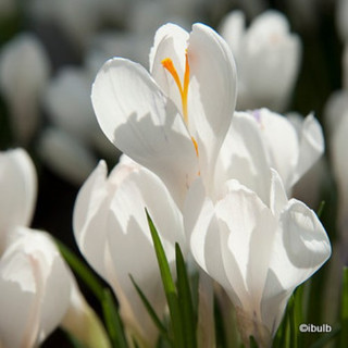 Crocus (large flowering) White - PACK of 12 bulbs