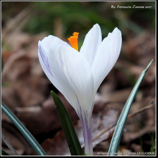Crocus (large flowering) White - PACK of 13 bulbs