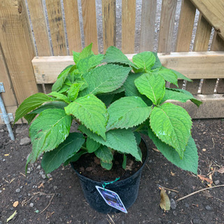 Hydrangea 'Serrata Veerle' 5ltr pot