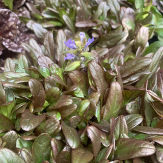 Ajuga rep. 'Chocolate Chip'