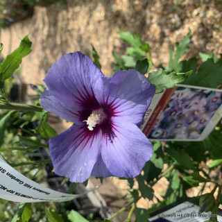 Hibiscus 'Oiseau Bleu'