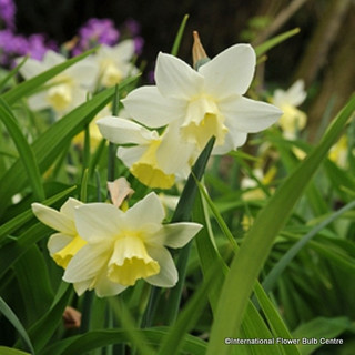 Species Narcissi ' Sailboat' - PACK of 10 bulbs