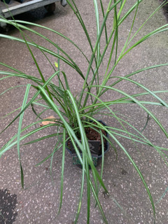 Miscanthus 'Flamingo' (Grass)