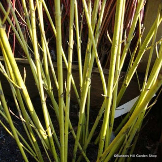 Cornus stol. 'Flaviramea' - 3ltr pot