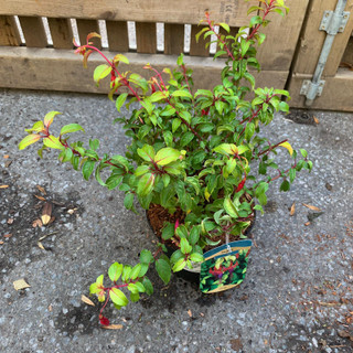 Fuchsia 'Genii' 3L