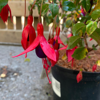 Fuchsia 'Mrs. Popple' 2ltr pot