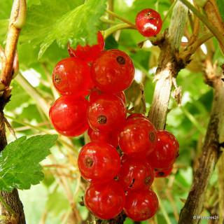 Redcurrant 'Rosetta'