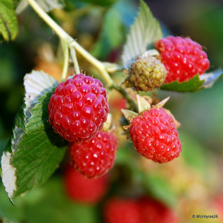 Raspberry 'Zeva' - 10 canes