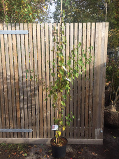 Betula albosinensis 'Fascination' - 175/200cm