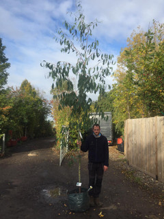 Eucalyptus pauciflora niphophila 8/10cm